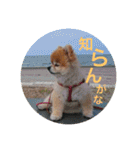 猫と犬と花（個別スタンプ：19）