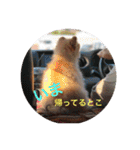 猫と犬と花（個別スタンプ：20）
