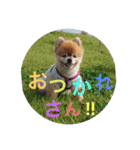 猫と犬と花（個別スタンプ：21）
