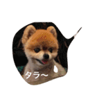 猫と犬と花（個別スタンプ：22）