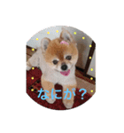 猫と犬と花（個別スタンプ：23）