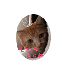 猫と犬と花（個別スタンプ：26）