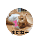 猫と犬と花（個別スタンプ：27）