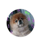 猫と犬と花（個別スタンプ：28）
