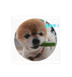 猫と犬と花（個別スタンプ：29）