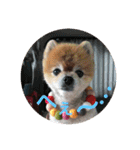 猫と犬と花（個別スタンプ：30）
