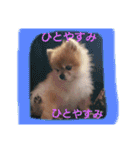 猫と犬と花（個別スタンプ：31）
