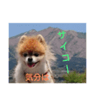 猫と犬と花（個別スタンプ：32）