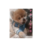 猫と犬と花（個別スタンプ：33）