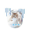 猫と犬と花（個別スタンプ：34）