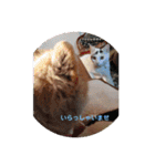 猫と犬と花（個別スタンプ：35）