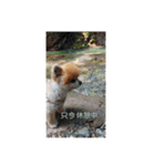 猫と犬と花（個別スタンプ：38）