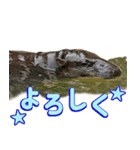 どうぶつさんからひとこと（個別スタンプ：2）
