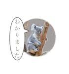 どうぶつさんからひとこと（個別スタンプ：3）