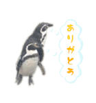 どうぶつさんからひとこと（個別スタンプ：4）