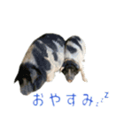 どうぶつさんからひとこと（個別スタンプ：6）