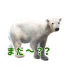 どうぶつさんからひとこと（個別スタンプ：7）