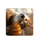 はしもとけのももたろう。（個別スタンプ：12）