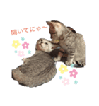 アメ猫ほのぼのスタンプ（個別スタンプ：1）