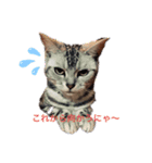 アメ猫ほのぼのスタンプ（個別スタンプ：5）