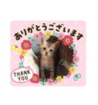 アメ猫ほのぼのスタンプ（個別スタンプ：7）