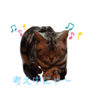 アメ猫ほのぼのスタンプ（個別スタンプ：8）