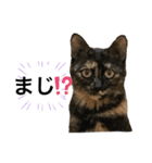 サランちゃんとテンちゃん（個別スタンプ：1）