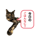 サランちゃんとテンちゃん（個別スタンプ：3）