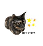 サランちゃんとテンちゃん（個別スタンプ：5）
