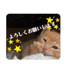 サランちゃんとテンちゃん（個別スタンプ：21）