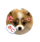 ほぼ…ぷく（個別スタンプ：7）