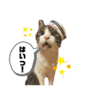cat×3♡,ねこねこねこ（個別スタンプ：10）