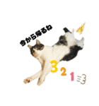 cat×3♡,ねこねこねこ（個別スタンプ：14）