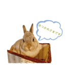 僕とうさぎと君と（個別スタンプ：9）