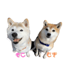 柴犬 もこむぎ（個別スタンプ：1）