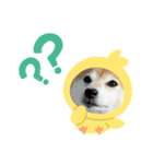 柴犬 もこむぎ（個別スタンプ：3）