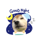 柴犬 もこむぎ（個別スタンプ：5）