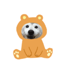 柴犬 もこむぎ（個別スタンプ：6）