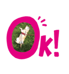 柴犬 もこむぎ（個別スタンプ：8）