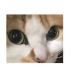 三毛猫たま1（個別スタンプ：1）