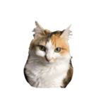 三毛猫たま1（個別スタンプ：2）