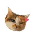 三毛猫たま1（個別スタンプ：4）