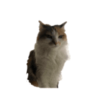 三毛猫たま1（個別スタンプ：5）