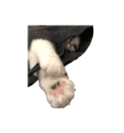 三毛猫たま1（個別スタンプ：6）