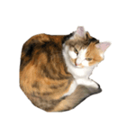 三毛猫たま1（個別スタンプ：8）