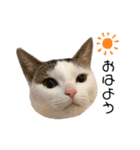 猫 マンチカン Ⅳ（個別スタンプ：1）