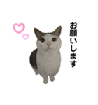 猫 マンチカン Ⅳ（個別スタンプ：2）