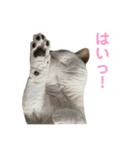 猫 マンチカン Ⅳ（個別スタンプ：3）