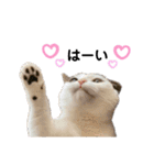 猫 マンチカン Ⅳ（個別スタンプ：4）