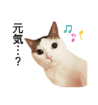 猫 マンチカン Ⅳ（個別スタンプ：6）